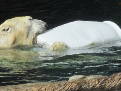 北極熊　Polar bear　.jpg